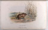 Journal des chasseurs, oct 1837 à Sept 1838. (Revue)