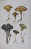 Histoire naturelle des champignons comestibles et vénéneux. SICARD G. (CHATIN Ad. pref.)