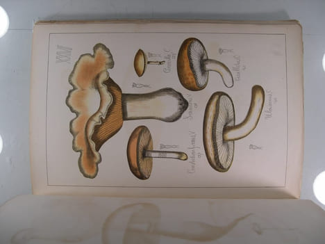 Histoire naturelle des champignons comestibles et vénéneux. SICARD G. (CHATIN Ad. pref.)
