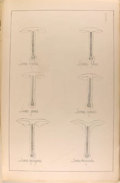 Histoire naturelle des champignons comestibles et vénéneux. SICARD G. (CHATIN Ad. pref.)