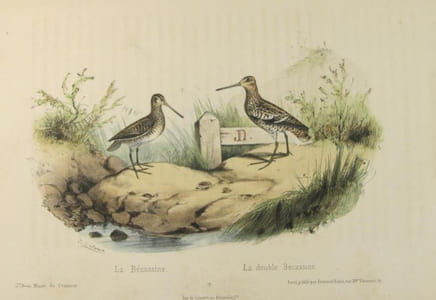 Musé du chasseur ou collection de toutes les espèces de gibier de poil ou de plume qu’on chasse au fusil, avec la description de leurs caractères, de leurs moeurs, etc.; dirigé par un chasseur naturaliste, et lithographié d’après nature par Victor Adam.