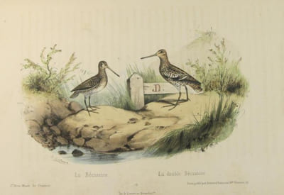 Musé du chasseur ou collection de toutes les espèces de gibier de poil ou de plume qu’on chasse au fusil, avec la description de leurs caractères, de leurs moeurs, etc.; dirigé par un chasseur naturaliste, et lithographié d’après nature par Victor Adam.