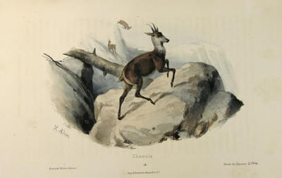 Musé du chasseur ou collection de toutes les espèces de gibier de poil ou de plume qu’on chasse au fusil, avec la description de leurs caractères, de leurs moeurs, etc.; dirigé par un chasseur naturaliste, et lithographié d’après nature par Victor Adam.