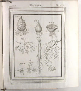 Démonstrations élémentaires de Botanique, contenant les principes généraux de cette science, l'explication des termes, les fondemens des méthodes, & les élémens de la physique des végétaux.