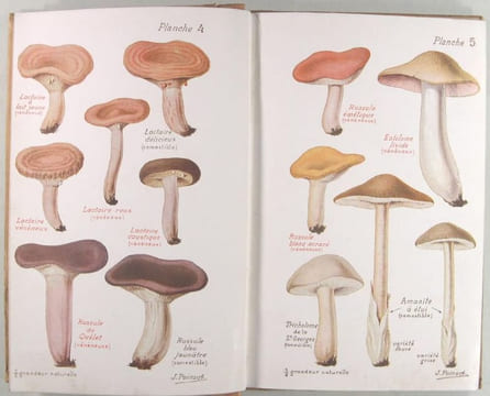 Les Mauvais et es Bons Champignons - Espèces vénéneuses et espèces comestibles..  Léon Dufour