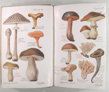 Les Mauvais et es Bons Champignons - Espèces vénéneuses et espèces comestibles..  Léon Dufour