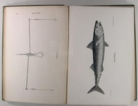 SEA-FISH ; an account of the methods of angling as practised on the english coast, with notes on the capture of the more sporting fishes in continental, south african, and australian waters.