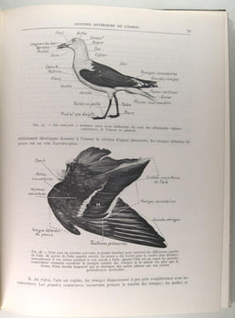 Notre sauvagine et sa chasse.. Docteur R. Bommier