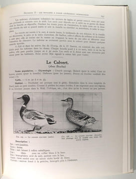 Notre sauvagine et sa chasse.. Docteur R. Bommier