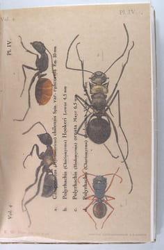 Le monde social des Fourmis.. Forel Auguste