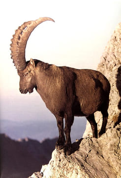 Le grand gibier : Les espèces, la chasse, la gestion. Collectif., J.M Ballu, Guy Bonnet, ...