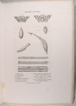 L'art de la soie - Les soies. Rondot Natalis