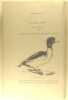 Nos oiseaux de mer, de rivière et de marais - La sauvagine en France.. Ternier Louis