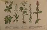 Quel est donc cette plante ? - Les plantes médicinales et vénéneuses de France. Leur descriptions et leur activité.. A. Kosch