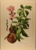 Flore d'Europe 1 et 2 - Plantes herbacées et sous-arbrisseaux - arbrisseaux, arbustes et arbres. Richard Kräusel, H. Merxmüller et H. Nothdurft