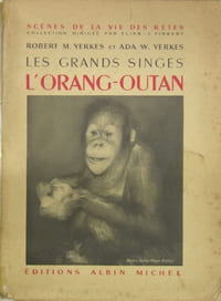Les grands singes - l’Orang-Outan