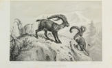Journal des chasseurs, oct 1848 à Septembre 1849 (13è volume). (REVUE)
