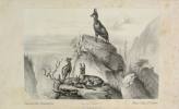 Journal des chasseurs, oct 1842 à Sept 1843. 7ém année. (REVUE)