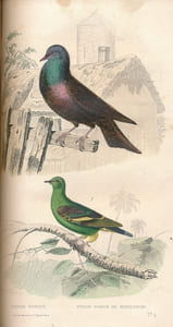 Oeuvres complètes de Buffon. Tomes XV et XVI seuls. Oiseaux