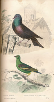 Oeuvres complètes de Buffon. Tomes XV et XVI seuls. Oiseaux . BUFFON 