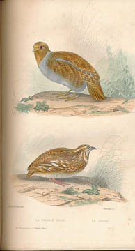 Oeuvres complètes de Buffon. Tomes XV et XVI seuls. Oiseaux . BUFFON 