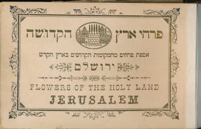 Flowers of the holy land. Jerusalem