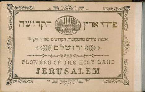 Flowers of the holy land. Jerusalem . COLLECTIF 