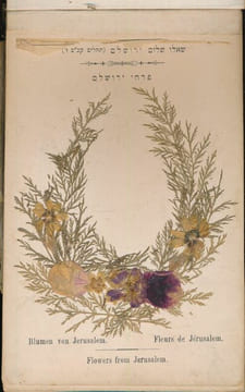 Flowers of the holy land. Jerusalem . COLLECTIF 