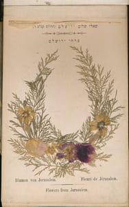 Flowers of the holy land. Jerusalem