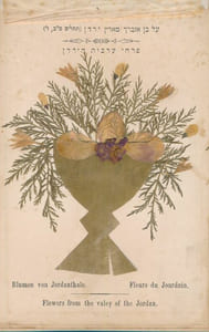 Flowers of the holy land. Jerusalem