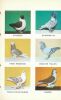 Standards pigeons adoptés par la S.N.C . Collectif - Société Nationale de Colombiculture