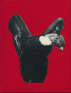 Condors et Lamas