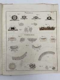 Lichenographia Universalis. In qua lichenes omnes detectos, adiectis observationibus et figuris horum vegetabilium naturam et organorum carpomorphorum structuram illustrantibus ad genera, species, varietates, differentiis et observationibue sollicite definitas. Atlas de 14 planches seul.
