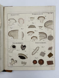 Lichenographia Universalis. In qua lichenes omnes detectos, adiectis observationibus et figuris horum vegetabilium naturam et organorum carpomorphorum structuram illustrantibus ad genera, species, varietates, differentiis et observationibue sollicite definitas. Atlas de 14 planches seul.