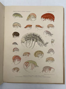 Résultats des campagnes scientifiques accomplies sur son yacht par Albert 1er. Fascicule XC. Amphipodes