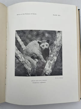 Manual of the mammals of Ceylon . PHILLIPS W. W. A.