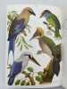 Oiseaux de cage. LEGENDRE Marcel