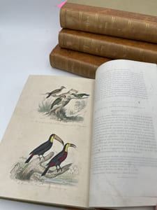 Oeuvres complètes de Buffon. 4 volumes Les Oiseaux