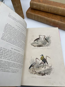 Oeuvres complètes de Buffon. 4 volumes Les Oiseaux