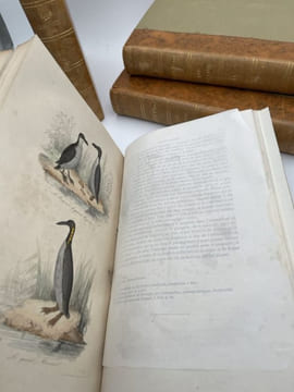 Oeuvres complètes de Buffon. 4 volumes Les Oiseaux. BUFFON 