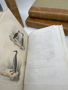 Oeuvres complètes de Buffon. 4 volumes Les Oiseaux