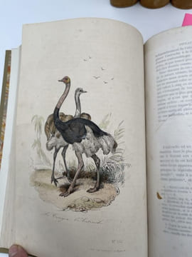 Oeuvres complètes de Buffon. 4 volumes Les Oiseaux. BUFFON 