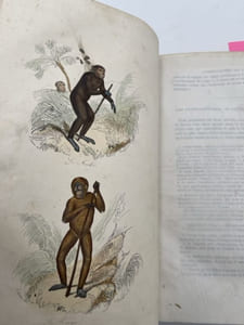 Oeuvres complètes de Buffon. Tome 4. Les Singes. Additions aux quadrupèdes