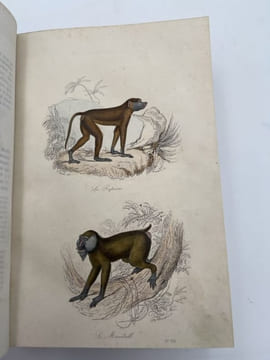 Oeuvres complètes de Buffon. Tome 4. Les Singes. Additions aux quadrupèdes. BUFFON 