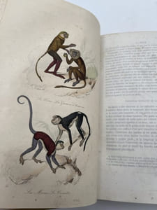 Oeuvres complètes de Buffon. Tome 4. Les Singes. Additions aux quadrupèdes