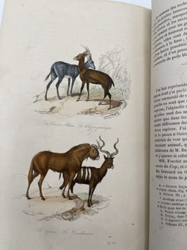 Oeuvres complètes de Buffon. Tome 4. Les Singes. Additions aux quadrupèdes. BUFFON 
