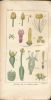 La botanique enseignée en vingt-deux leçons, ouvrage dans lequel sont exposés les éléments et les principes relatifs . DEMERSON L.