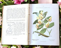 Nouvelle flore coloriée de poche des Alpes et des Pyrénées 