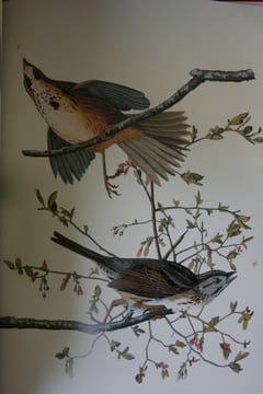 Les Insectes.. RÖSEL von ROSENHOF Johan August.