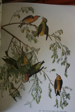 Les Insectes.. RÖSEL von ROSENHOF Johan August.